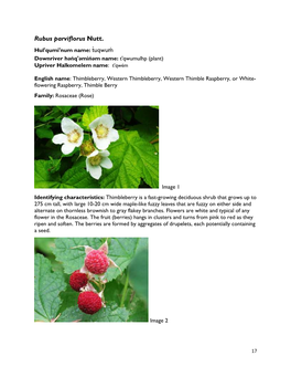 Rubus Parviflorus Nutt. Hul'qumi'num Name: Uqwu Downriver Hәńq'әmińәm Name: T'qwumulhp (Plant) Upriver Halkomelem Name: T'qwém