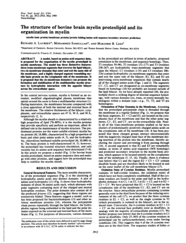 The Structure of Bovine Brain Myelin Proteolipid and Its Organization In