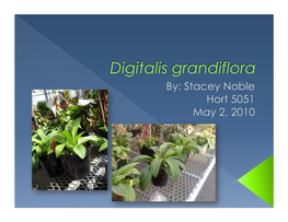 Digitalis Grandiflora Mill