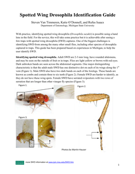 Spotted Wing Drosophila Identification Guide