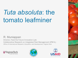 Tuta Absoluta: the Tomato Leafminer