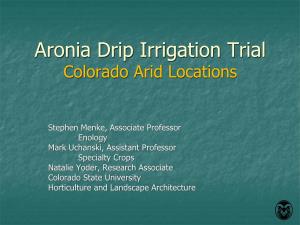 Aronia Drip Irrigation Trial Colorado Arid Locations