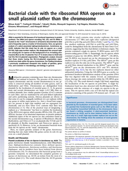 Bacterial Clade with the Ribosomal RNA Operon on a Small Plasmid Rather Than the Chromosome