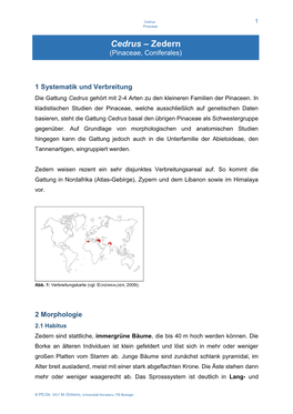 Cedrus – Zedern (Pinaceae)