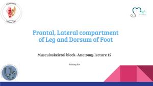 Frontal, Lateral Compartment of Leg and Dorsum of Foot