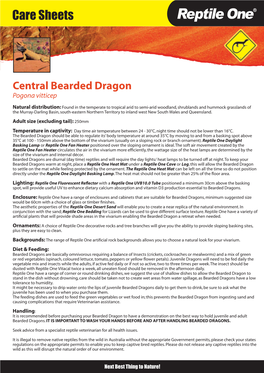 Central Bearded Dragon Pogona Vitticep