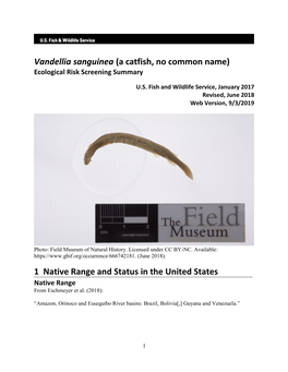 Vandellia Sanguinea Ecological Risk Screening Summary