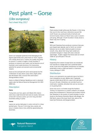 Pest Plant – Gorse (Ulex Europaeus) Fact Sheet May 2017