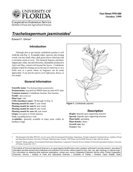 Trachelospermum Jasminoides1