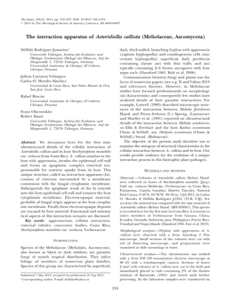 The Interaction Apparatus of Asteridiella Callista (Meliolaceae, Ascomycota)