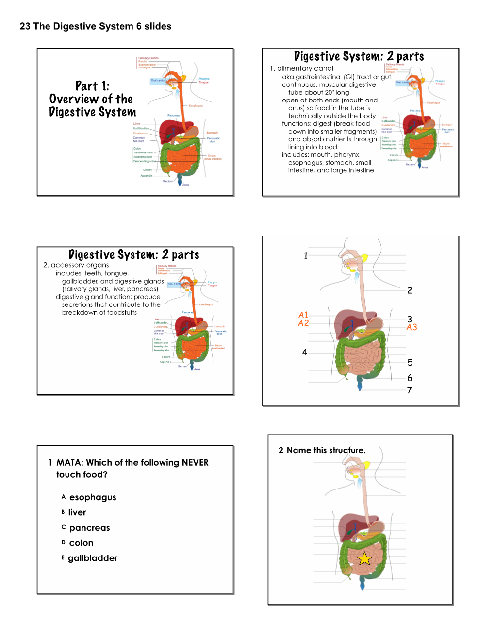 Part 1: Overview of the Digestive System Digestive System: 2 Parts