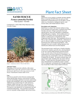 Plant Fact Sheet for Sand Fescue (Festuca Ammobia)