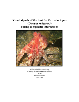Octopus Rubescens) During Conspecific Interactions