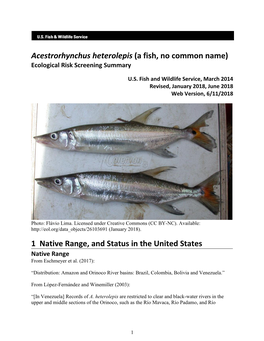 Acestrorhynchus Heterolepis (A Fish, No Common Name) Ecological Risk Screening Summary
