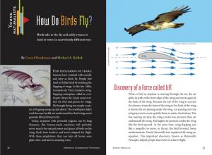 How Do Birdsfly?