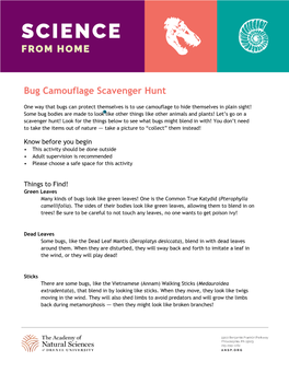 Bug Camouflage Scavenger Hunt