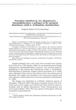 Neozygites Stninthuri Sp. Nov. (Zygomycetes, Entomophthorales), a Pathogen of the Springtail Sminthurus Viridis L