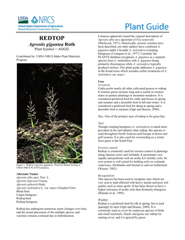 Redtop (Agrostis Gigantea) Plant Guide