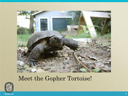 Juvenile Gopher Tortoises Adult Gopher Tortoises Where Do Gopher Tortoises Live? Where Else Do We Find Them? What Do They Eat?