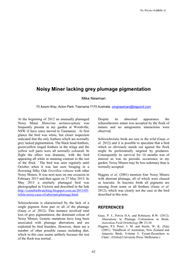 Noisy Miner Lacking Grey Plumage Pigmentation