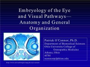 Eye Embryology