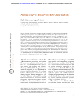 Archaeology of Eukaryotic DNA Replication