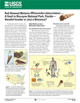 (Melanoides Tuberculatus)— a Snail in Biscayne National Park, Florida