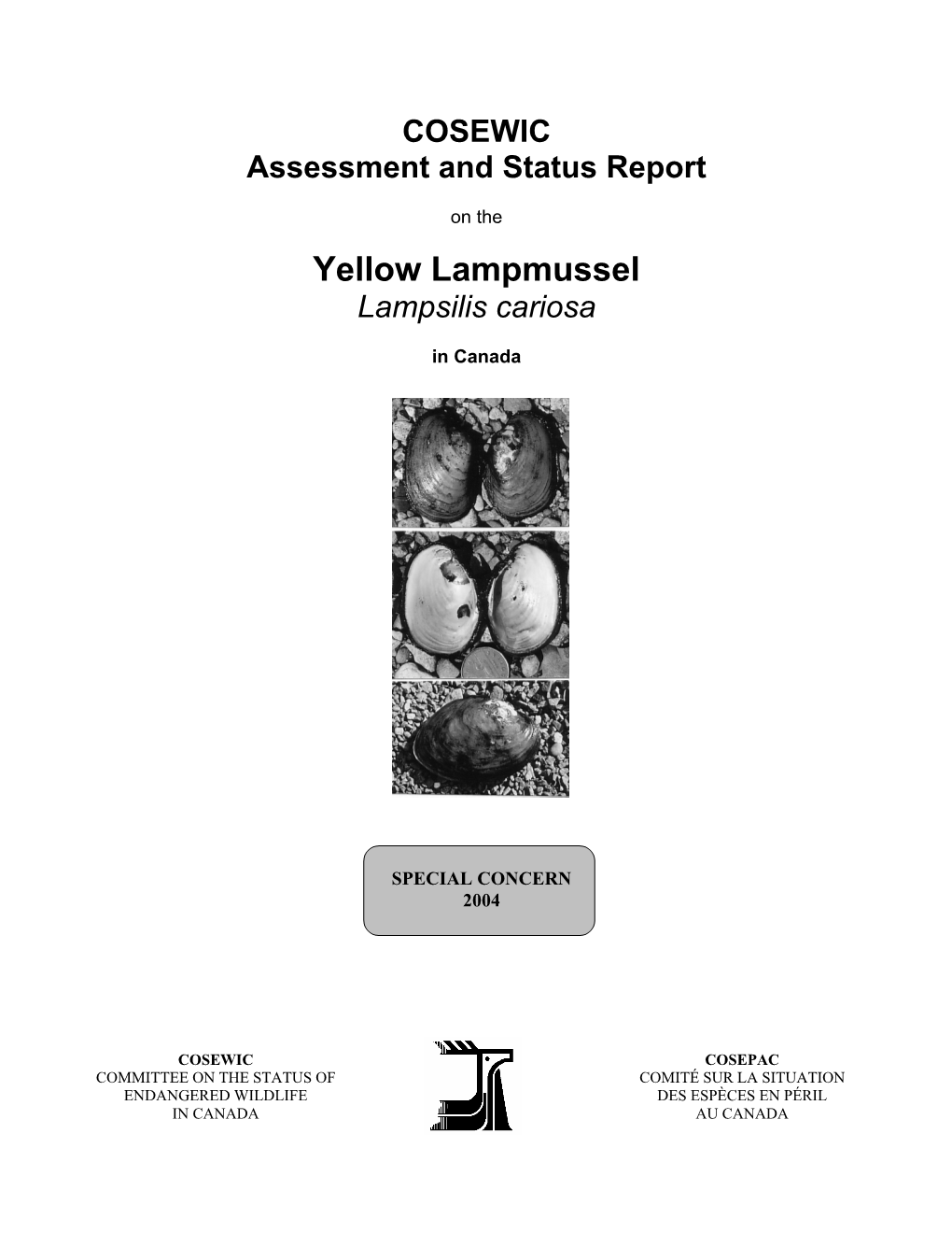 Yellow Lampmussel (Lampsilis Cariosa) in New Brunswick: a Population of Significant Conservation Value