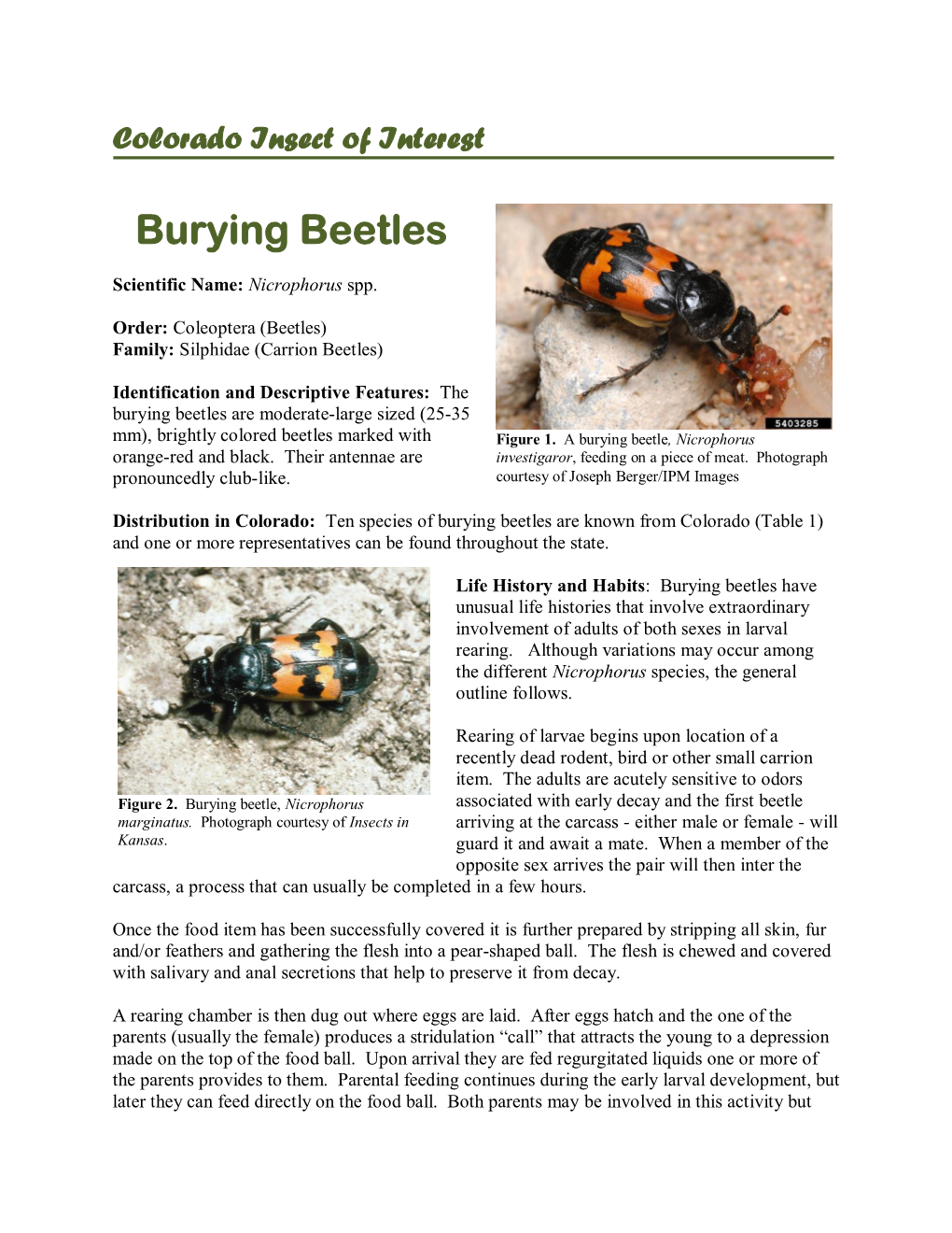 Burying Beetles