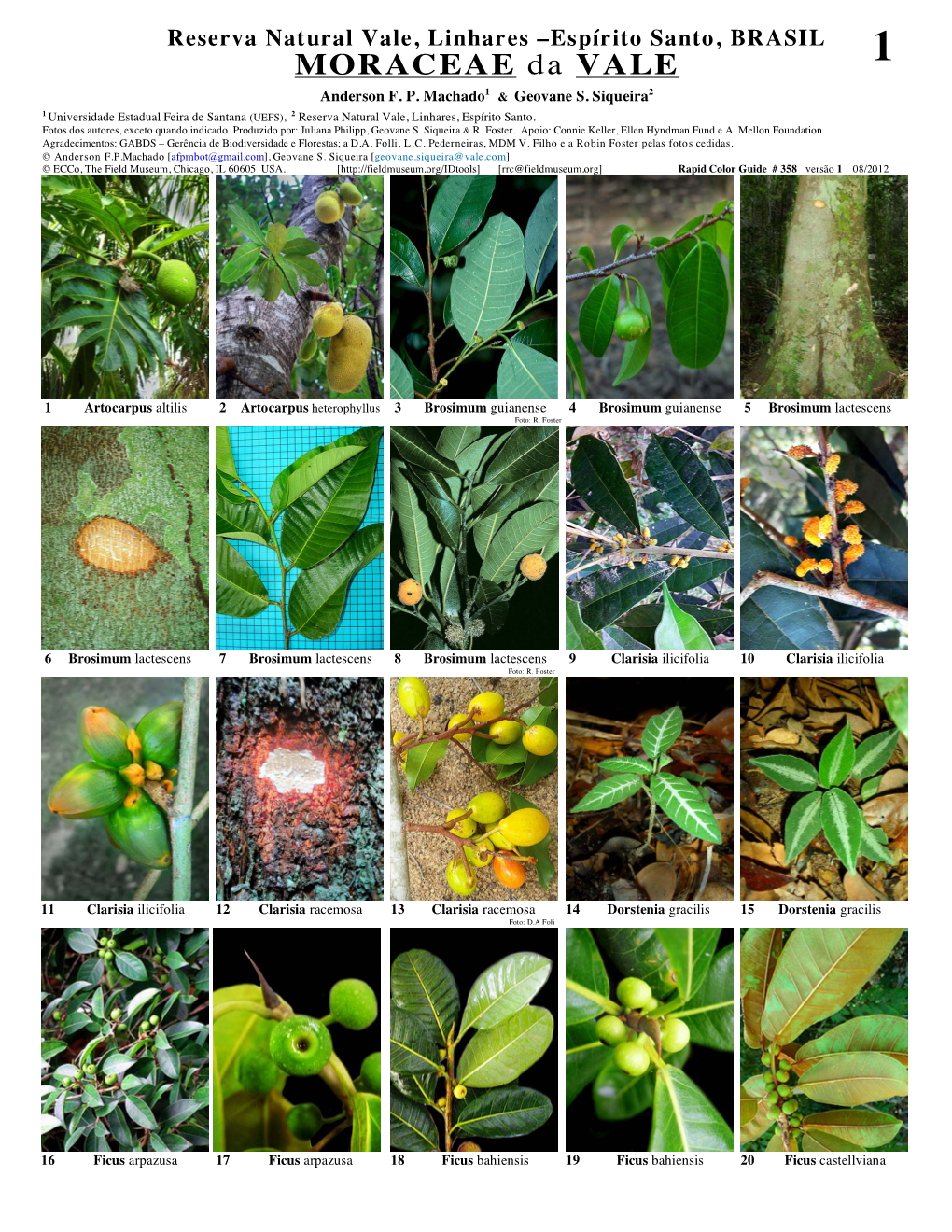 MORACEAE Da VALE 1