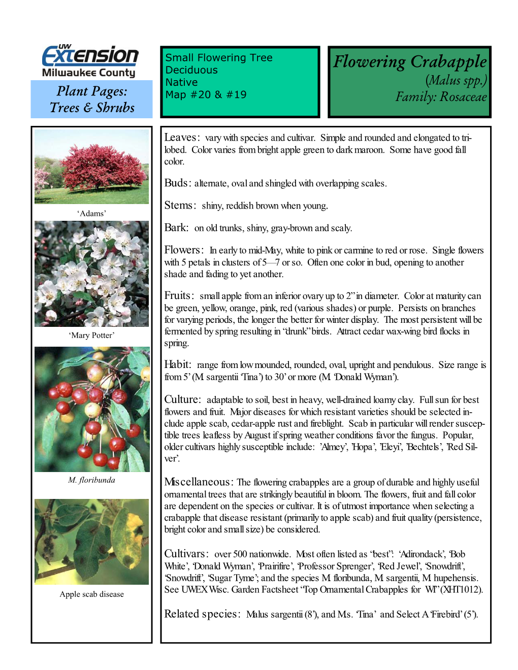 Flowering Crabapple Native (Malus Spp.) Plant Pages: Map #20 & #19 Family: Rosaceae Trees & Shrubs