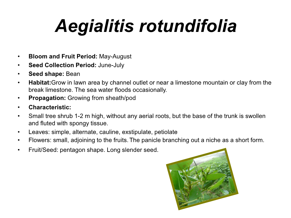 Aegialitis Rotundifolia