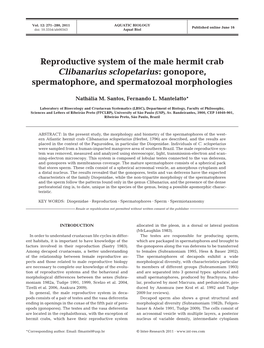 Reproductive System of the Male Hermit Crab Clibanarius Sclopetarius: Gonopore, Spermatophore, and Spermatozoal Morphologies