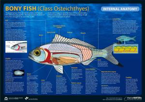 Bony Fish (Class Osteichthyes)