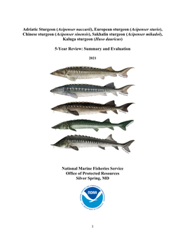 5-Year Review of Foreign Sturgeon