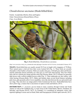 Chondrohierax Uncinatus (Hook-Billed Kite)