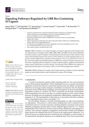 Signaling Pathways Regulated by UBR Box-Containing E3 Ligases