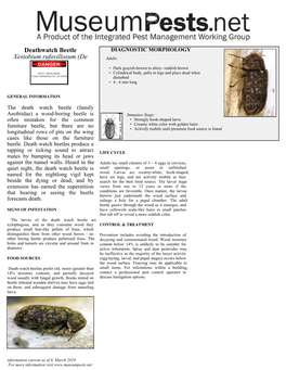 Deathwatch Beetle DIAGNOSTIC MORPHOLOGY Xestobium Rufovillosum (De Adults