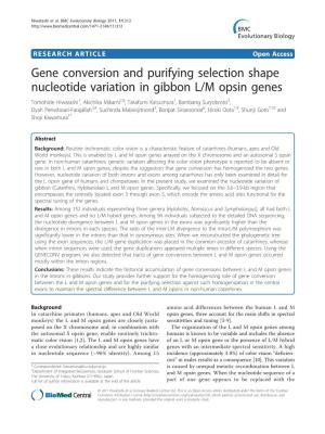 Gene Conversion and Purifying Selection Shape Nucleotide