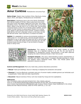 Amur Corktree Phellodendron Amurense Rupr