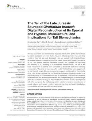 The Tail of the Late Jurassic Sauropod Giraffatitan Brancai: Digital Reconstruction of Its Epaxial and Hypaxial Musculature, and Implications for Tail Biomechanics