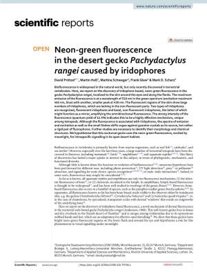 Neon-Green Fluorescence in the Desert Gecko Pachydactylus Rangei