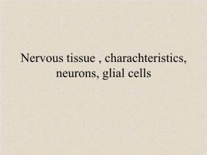 Functional Organization of Nervous Tissue the Nervous System