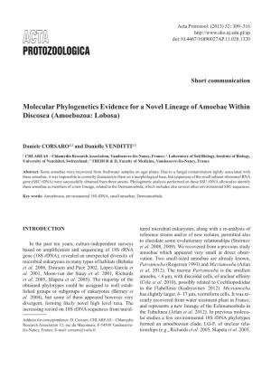 Molecular Phylogenetics Evidence for a Novel Lineage of Amoebae Within Discosea (Amoebozoa: Lobosa)