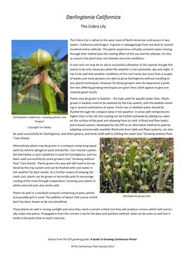 Darlingtonia Californica the Cobra Lily
