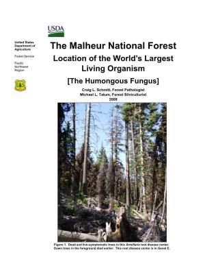 The Malheur National Forest: Location of the World's Largest Living Organism [The Humongous Fungus]