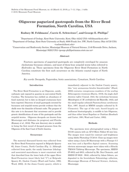 Oligocene Pagurized Gastropods from the River Bend Formation, North Carolina, USA
