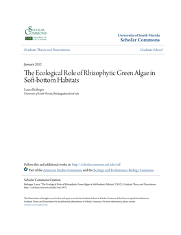 The Ecological Role of Rhizophytic Green Algae in Soft-Bottom Habitats