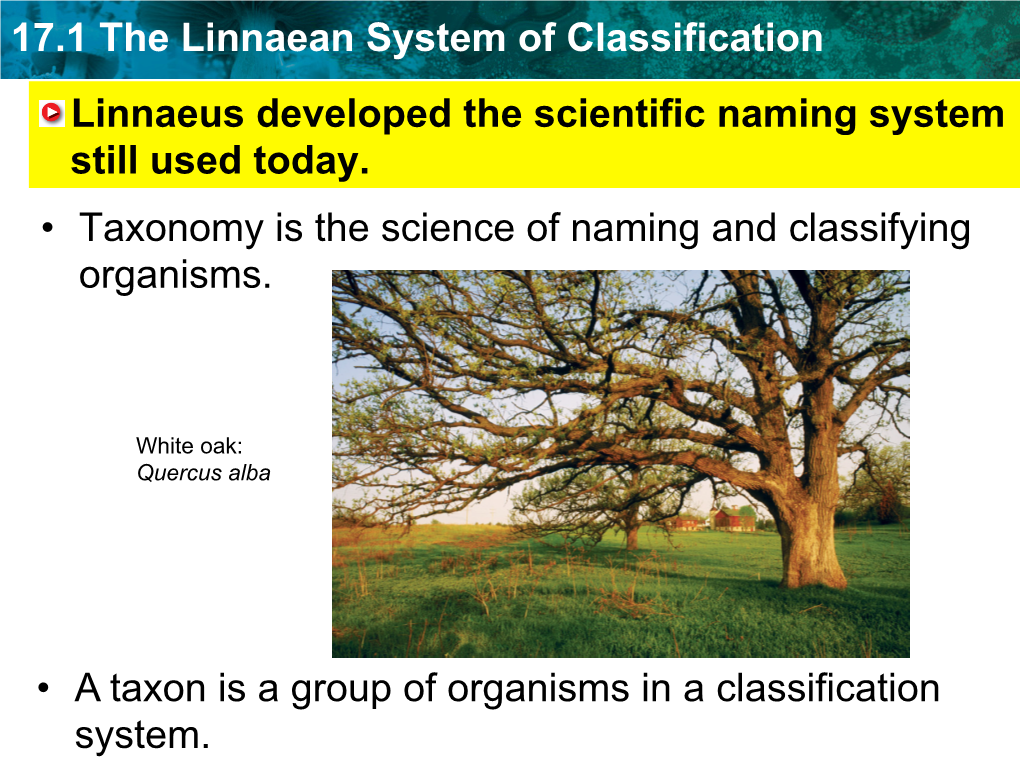 17.1 the Linnaean System of Classification Linnaeus Developed the Scientific Naming System Still Used Today