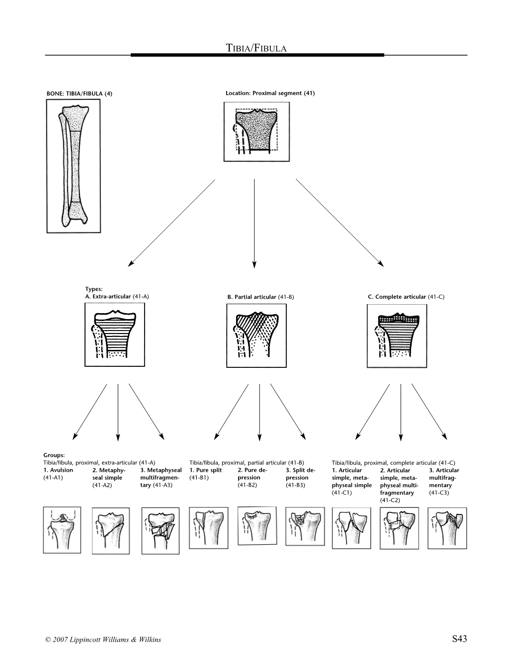 Tibia/Fibula